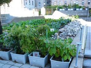 roof-garden