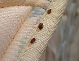 The Resurgence Of Bedbugs
