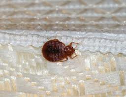 The Correct Way To Get Rid of Bedbugs