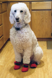 Keep Fluffy from scratching the floor in some sweet booties.