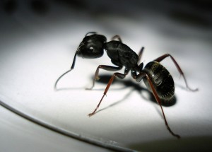 https://www.flickr.com/photo.gne?short=7QyyFk Photo by Sancho McCann (Flickr)