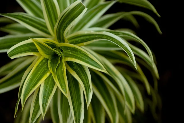 8 Houseplants That Will Make Your Home Cozier And Clean The Air