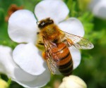 Honey Bee