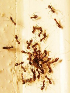 Pests