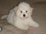 Puppy