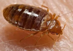 How To Search And Destroy The Bedbugs In Your Home