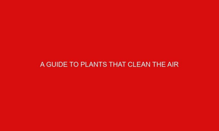 A Guide to Plants That Clean the Air