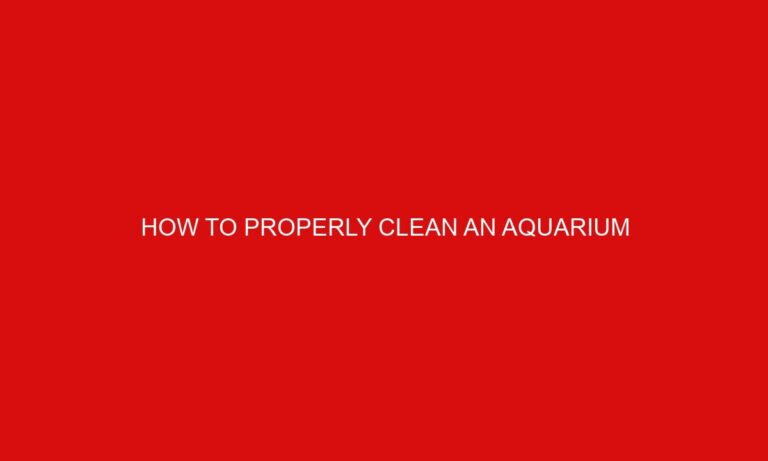 How to Properly Clean an Aquarium